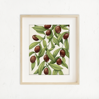 Olive Branch