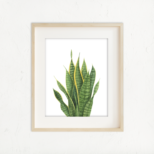 Snake Plant