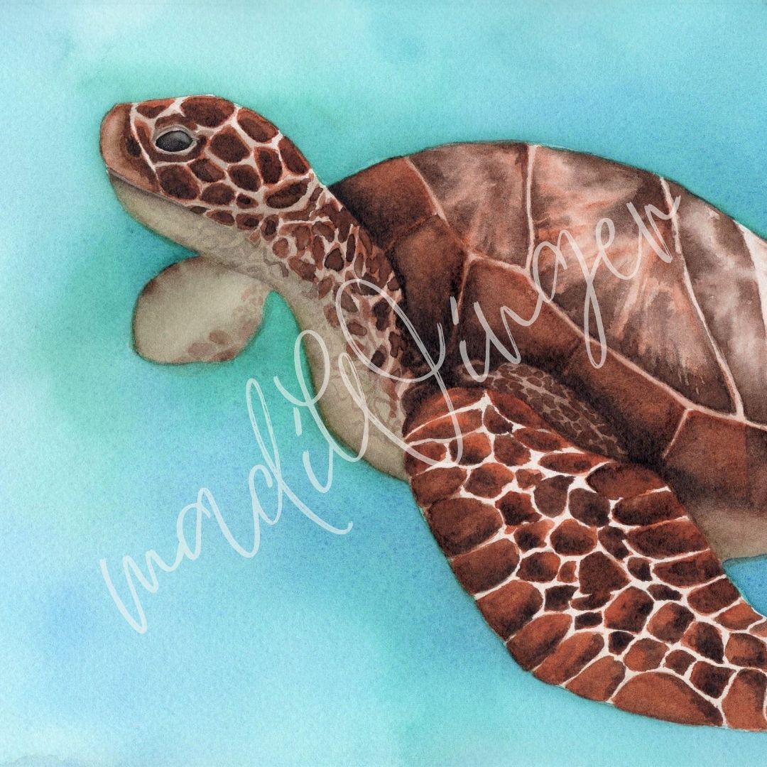 Sea Turtle