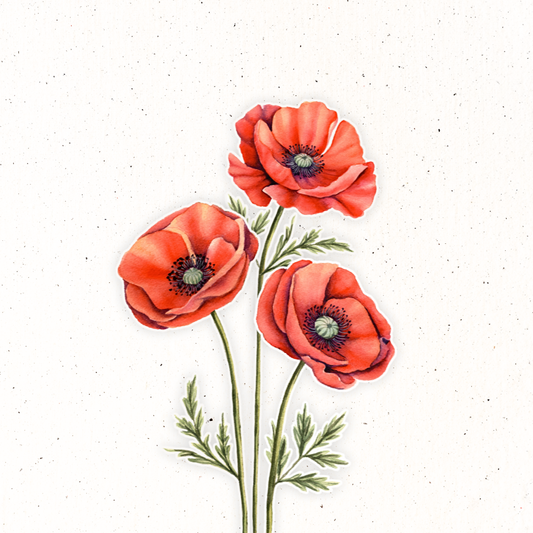 August Birth Flower- Poppy