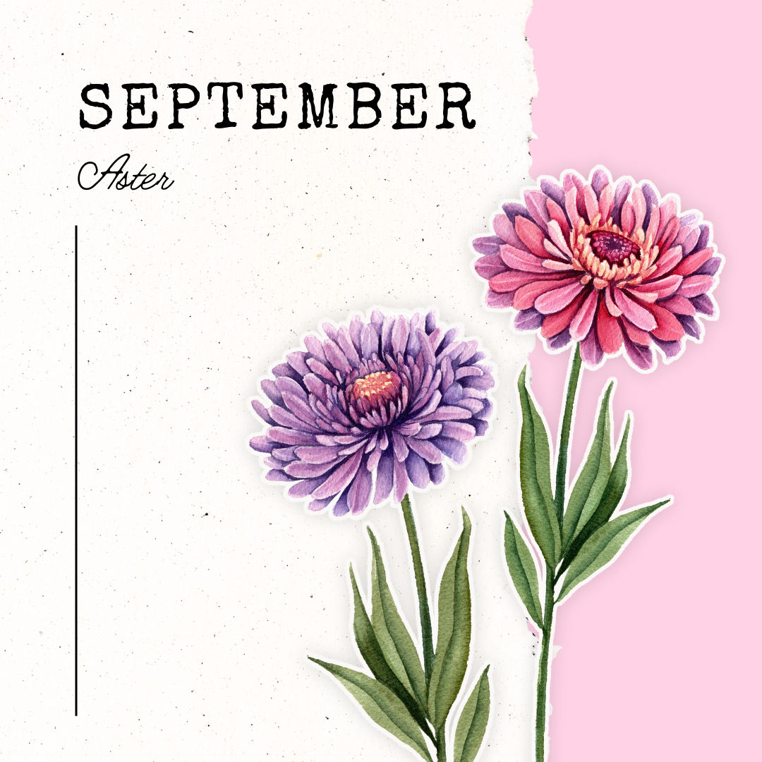 September Birth Flower- Aster